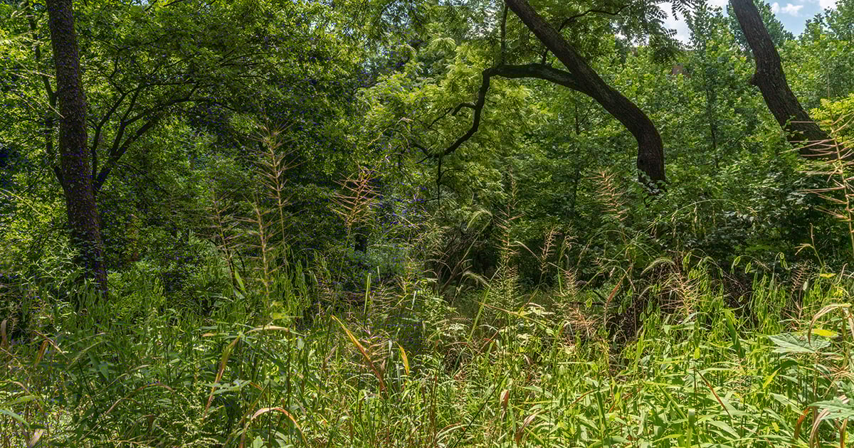 Dumbarton Oaks Park Meadows & Woods LWLA