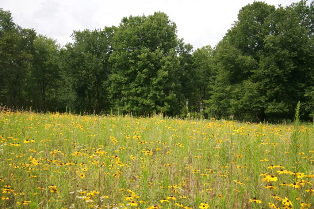 A photo of a meadow during the second year of growth after seeding. There are many Black-Eyed Susans (Rudbeckia hirta) growing among long green stems