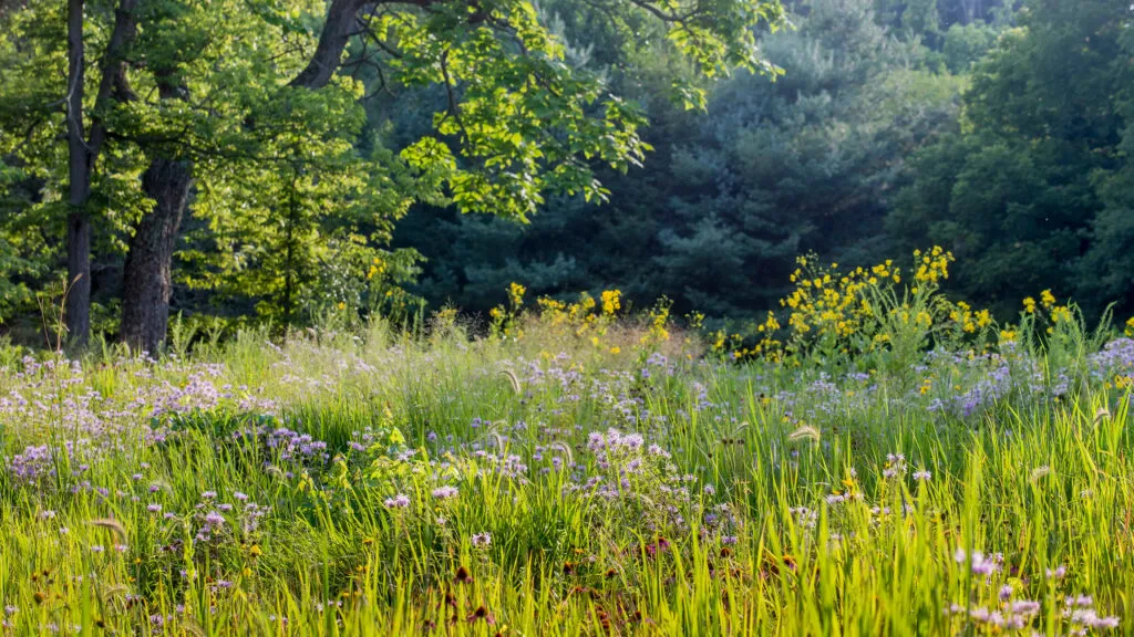 Photo of an established meadow with green grasses, purple, maroon, and yellow flowers throughout. There are tall green trees in the background