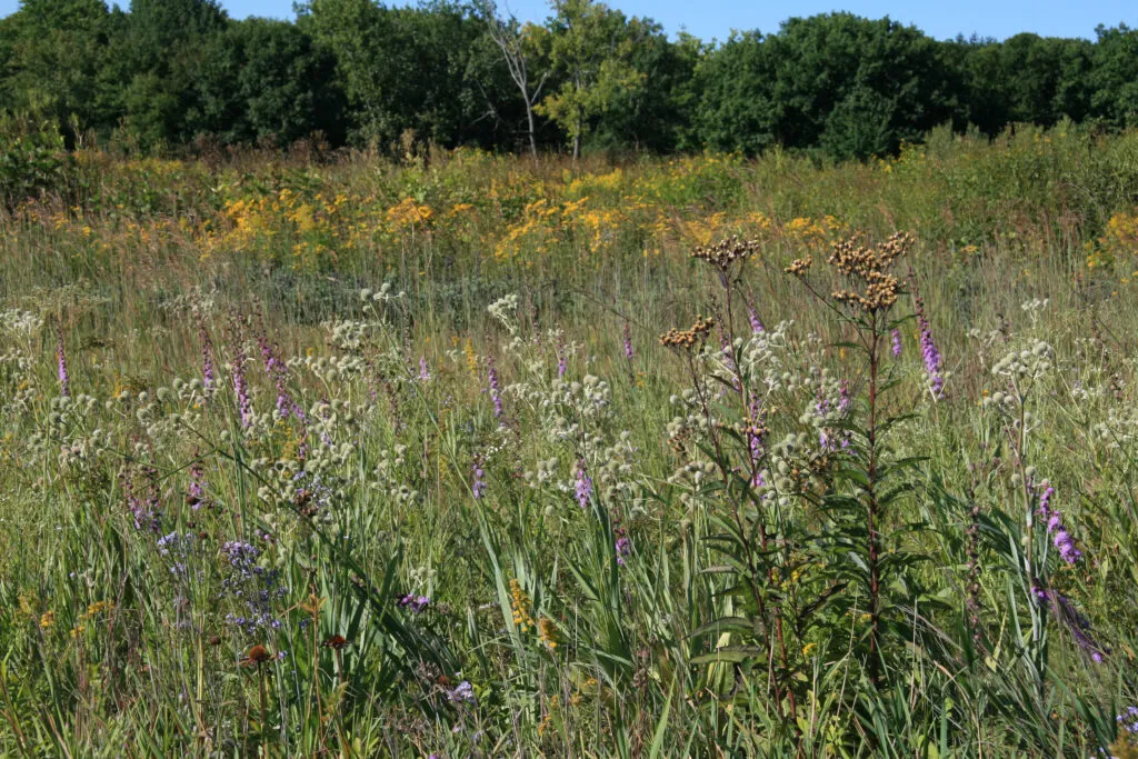 A photo of an established meadow after the 3rd year of seeding with yellow, purple, and white forbs and grasses. There are a variety of mature perennials growing
