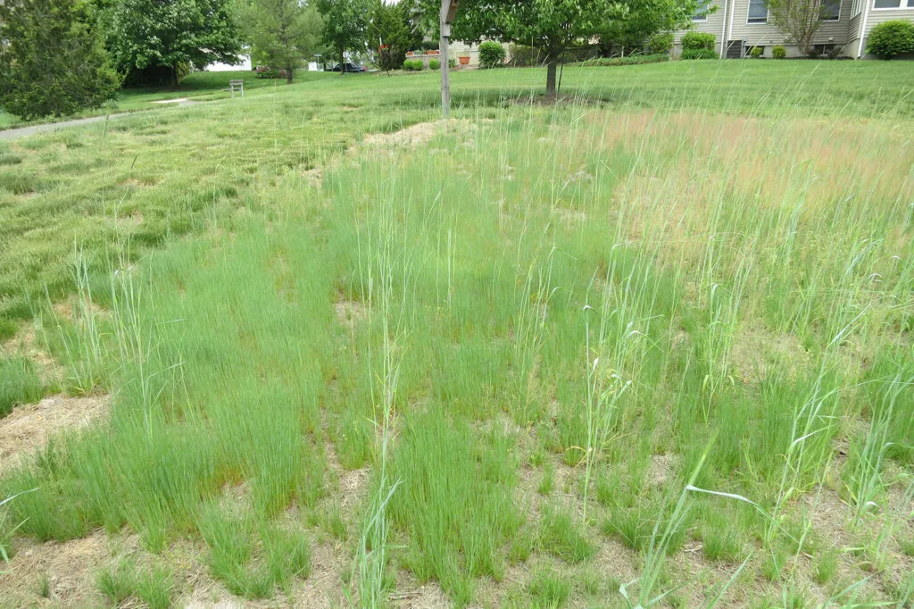 A meadow during the first year after seeding. There are many long, wispy green shoots coming out of the ground but growth looks sparse and there are many bare spots