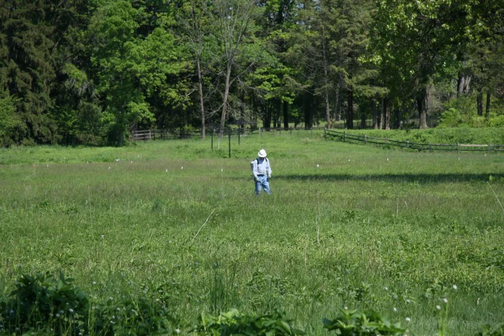 Photo of a person in the middle of a large green field. They are spraying organic herbicide to prepare the area for meadow installation