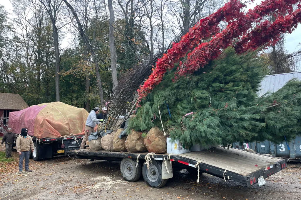 A photo of an open trailer with multiple large trees sitting on it. They are being delivered to a job site and four workers are preparing them for unloading and planting.