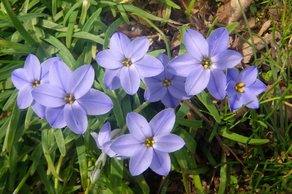 A photo of 8 Ipheion uniflorum (Spring Starflower) taken from above. The flowers are open toward the camera and each has 6 purple petals and golden colored pistil and stamen. There are long green leaves of the flowers below.
