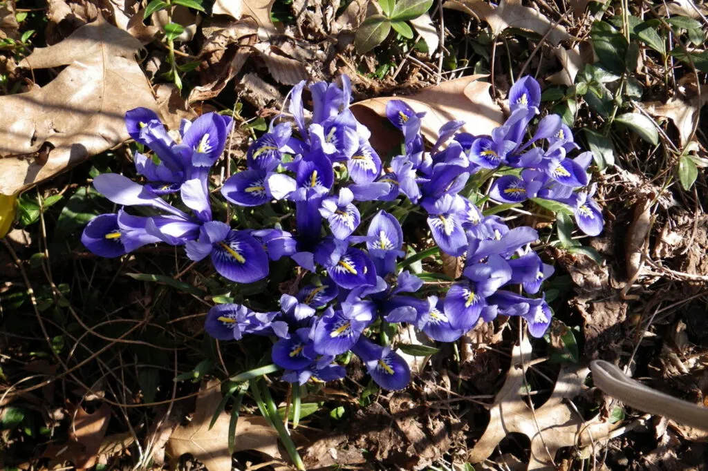 A photo of numerous Iris reticulata (Netted Iris) taken from above. The flowers are open toward the camera and each has deep purple petals with white spots in the middle and golden colored stamen. The flowers are surrounded by dry fall leaves and soil