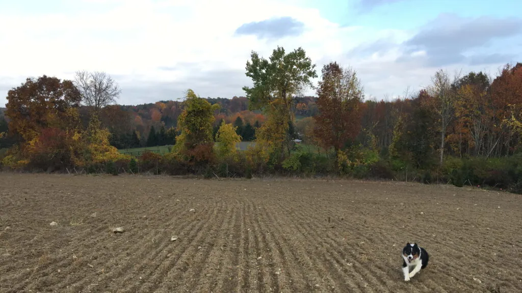 Photo of a field that has been cleared for meadow establishment. There is only soil left. The field is surrounded by fall trees and a dog with white paws and a black and brown face and coat sits in the bottom right front corner facing the camera.