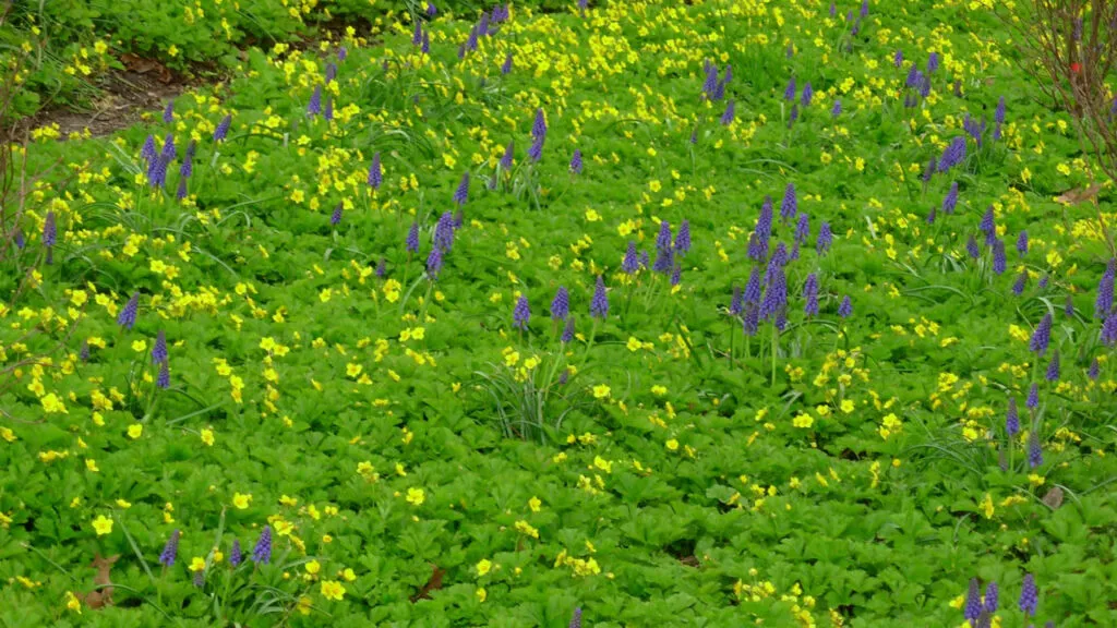 A photo of a drift of Muscari armeniacum (Grape Hyacinth) and Waldsteinia fragarioides (Barren Strawberry) growing closely together. The Muscari are purple and each looks like an upside-down cluster of grapes on a stem. The Waldsteinia have yellow petals and green leaves that cover the ground