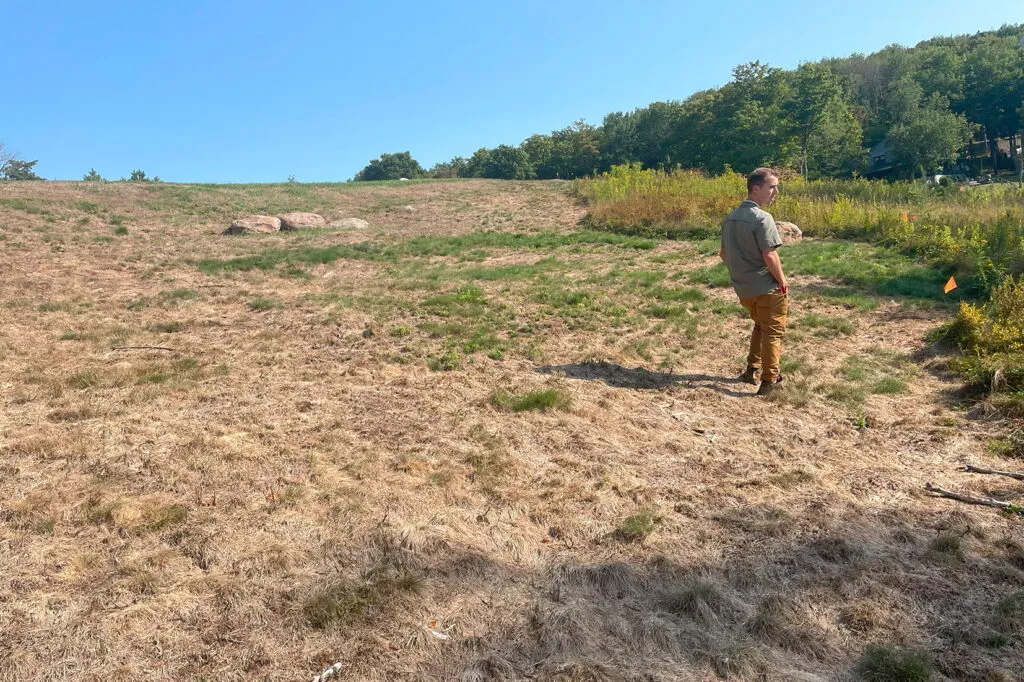 A photo of a field that has been treated organically for meadow establishment. Most of the grass has turned brown but a few green patches remain. John Cassels, Field Coordinator, stands on the right side of the field facing away from the camera. You can see his face in profile looking to the right.