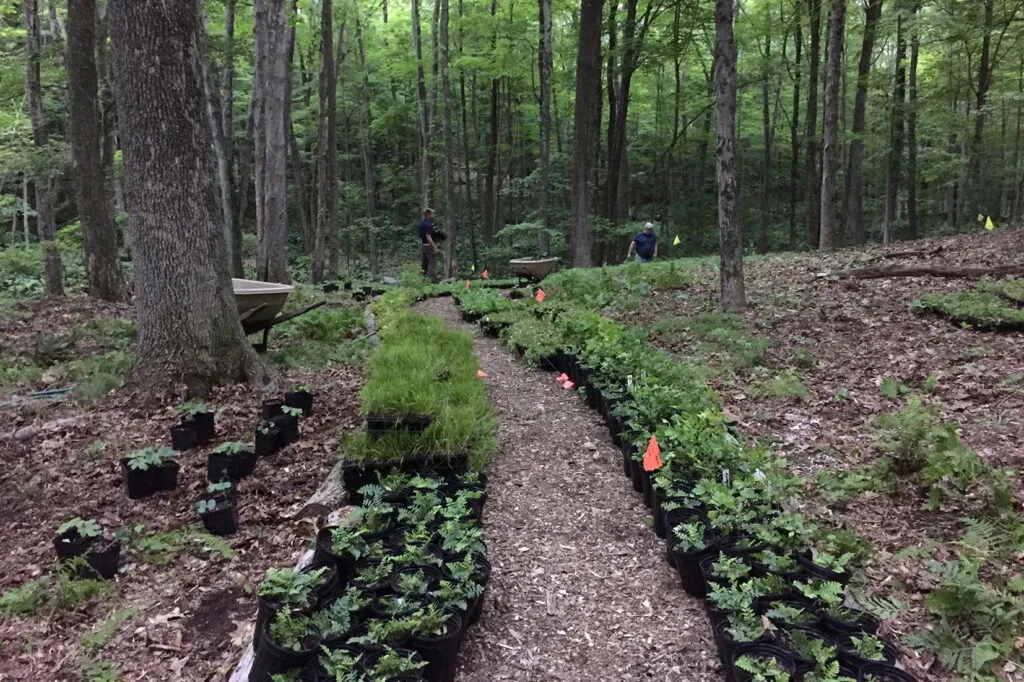 Photo of a woodland area at a jobsite with many trees. There are potted herbaceous plants that have just been delivered, arranged in two long rows on the ground.