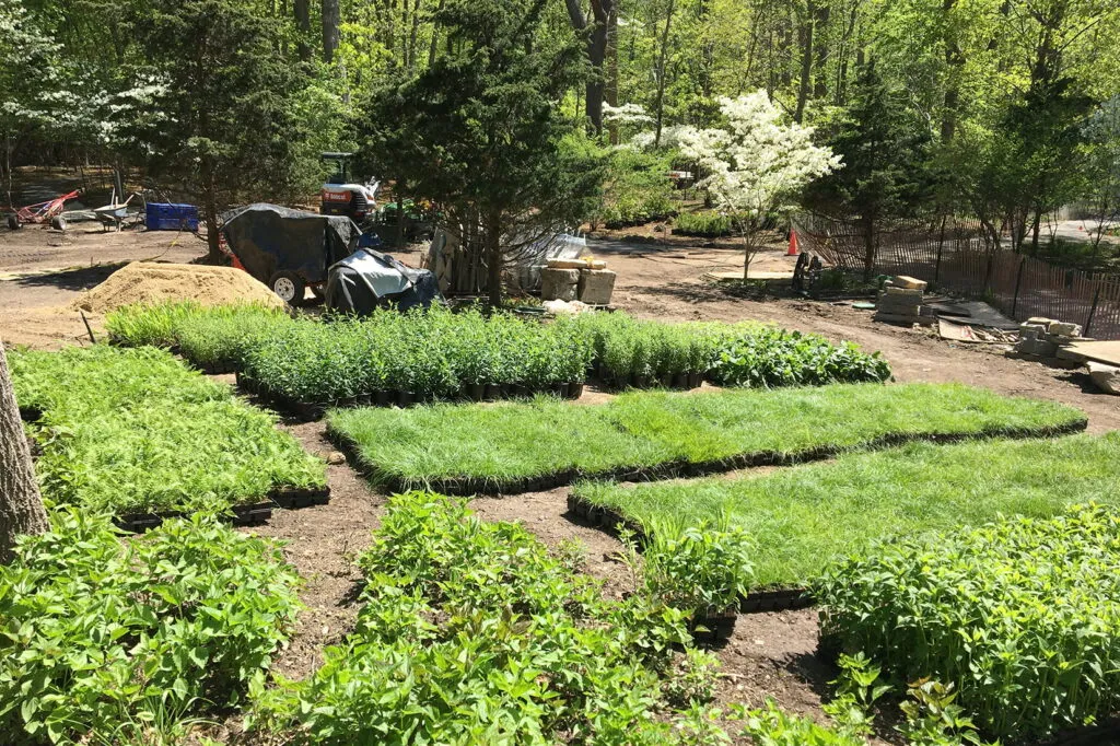 A photo of a jobsite with thousands of containerized herbaceous plants on the ground, grouped by type. The area is surrounded by many green trees.