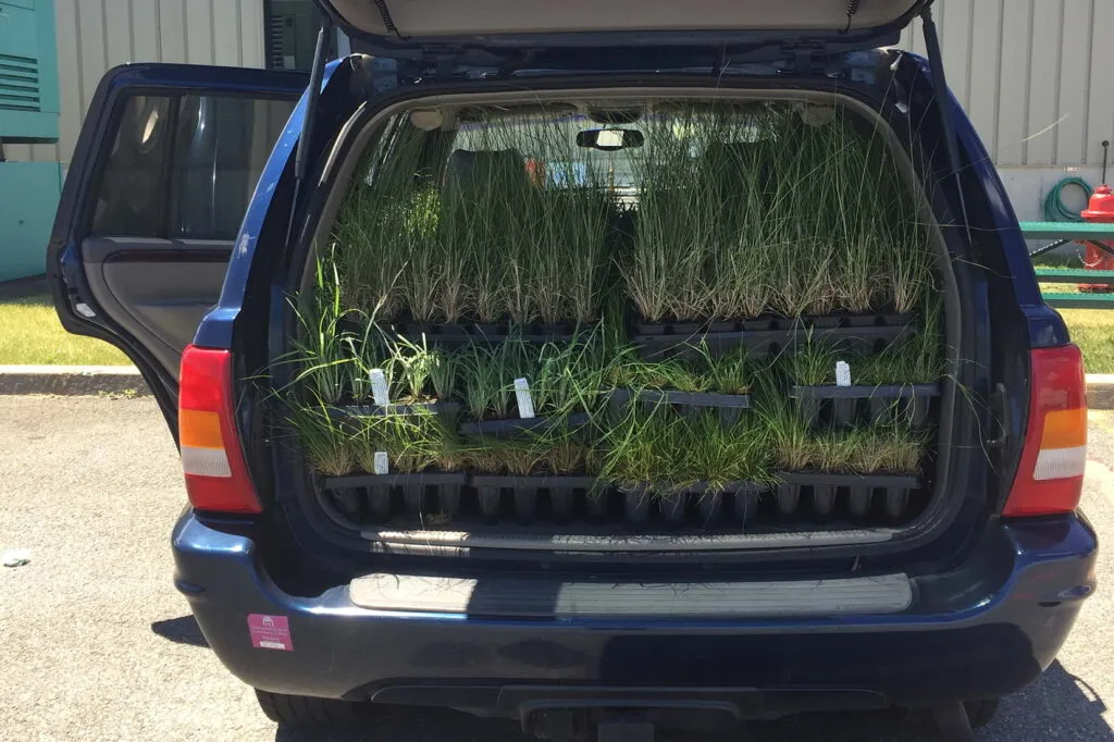 Photo of the back of a blue car with it's hatchback trunk wide open. The trunk is completely full of herbaceous plugs