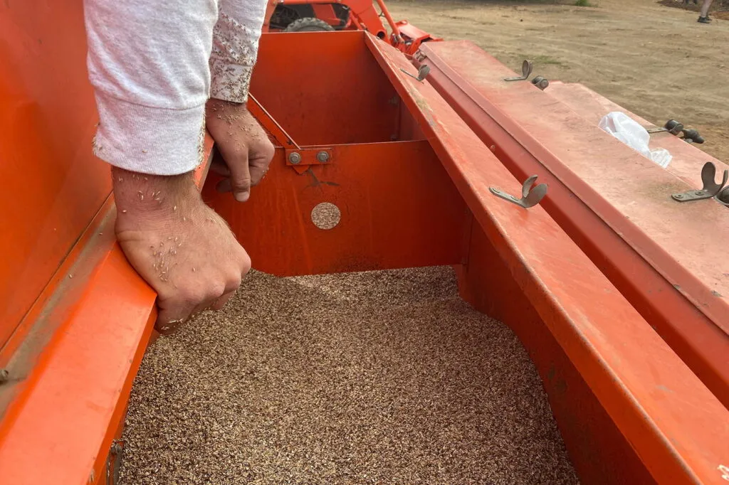 Photo of the box of a drill seeder that is holding a large amount of seed. Two hands are leaning on top of the machine