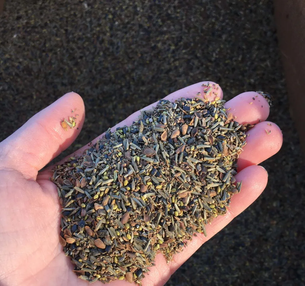 A photo of an open palm from above, holding a handful of seeds