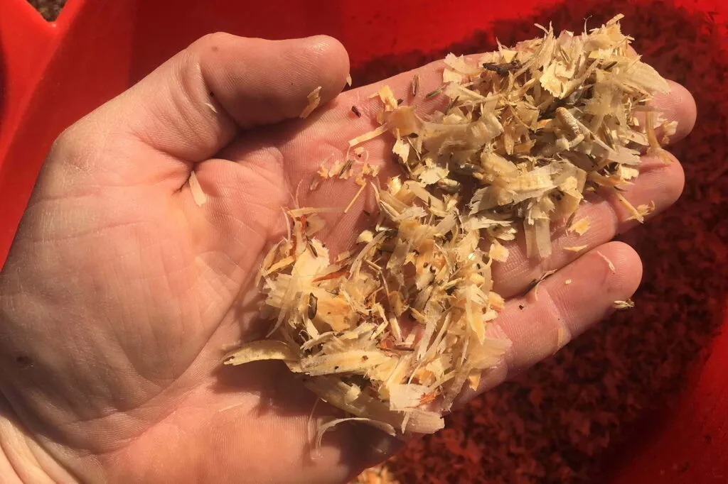 Photo of an open palm holding seed and moistened pine shavings over the mouth of a seeding bucket