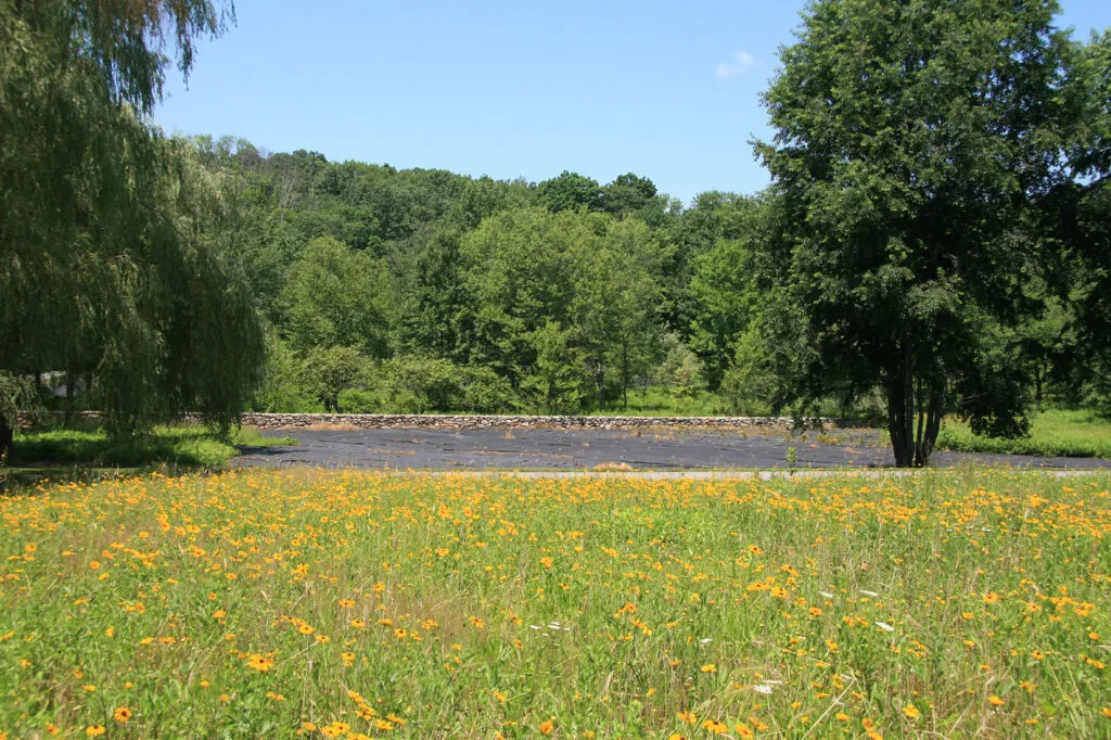 A photo of a field of orange wildflowers that was prepared organically for meadow establishment using the smothering technique. There is an area behind the field that is still covered with black material to prep it for meadow establishment. There are large trees in the distance.