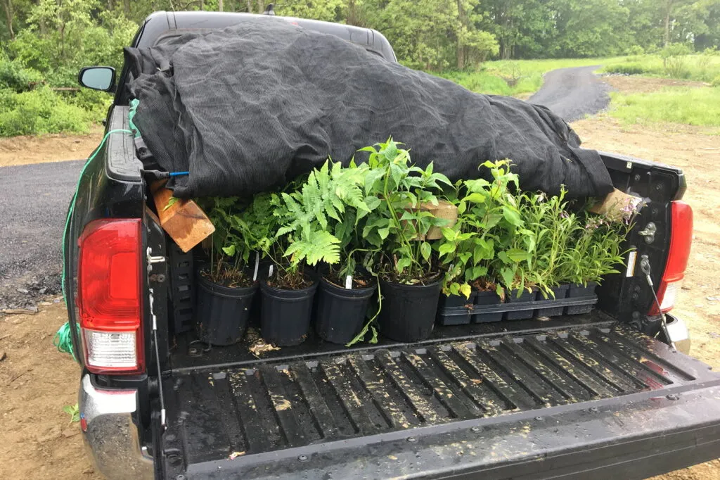 Photo of a pickup truck. A black tarp covers most of the bed of the truck, and is pulled back slightly to show the containerized herbaceous plants beneath it.