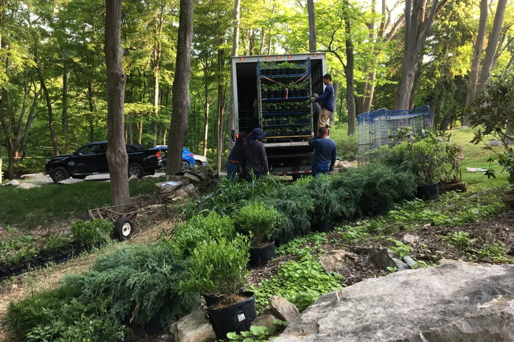 A photo of a crew of four workers unloading racks of herbaceous plants from a box truck at a jobsite. There is a row of containerized shrubs on the ground that are waiting to be planted. The area is surrounded by green trees.