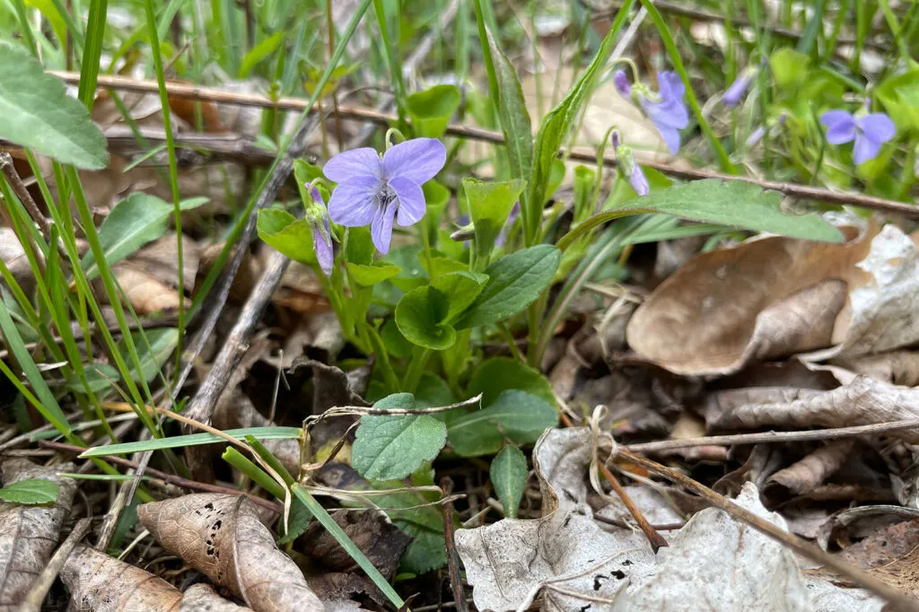 Closeup photo of a Viola labradorica (American dog violet). It is a small plant that grows close to the ground and has a lavender-colored flower with 5 round petals and oval green leaves.