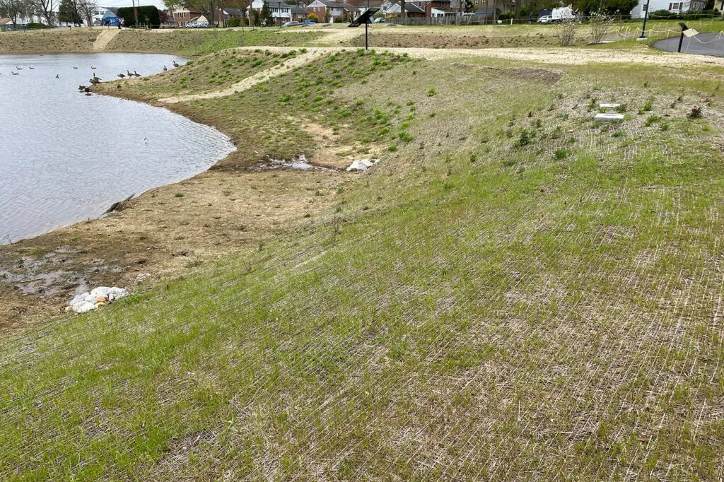 A photo of a meadow during the first year after seeding. There are many small green shoots coming out of the ground. The growth is short and sparse and the ground looks very bare in lots of places.