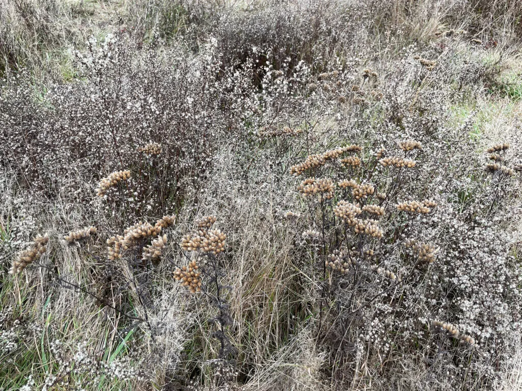 Dormant Achillea millefolium (Yarrow) and Symphyotrichum racemosum (Smooth White Oldfield Aster) growing in a field