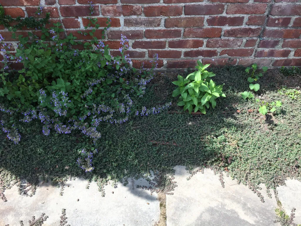 Euphorbia maculata (Spotted Spurge) growing among other plantings in a small garden strip
